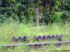 schn_0027.jpg (200467 bytes)